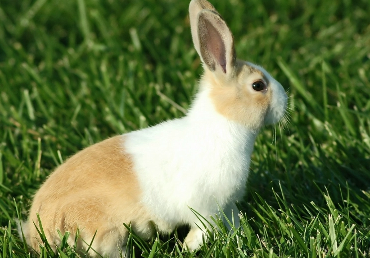 Holland Lop rabbit care