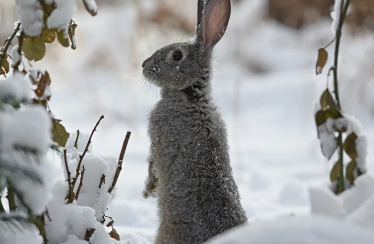 do rabbits hibernate do rabbits hibernate