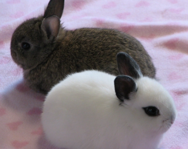 Holland Lop weight