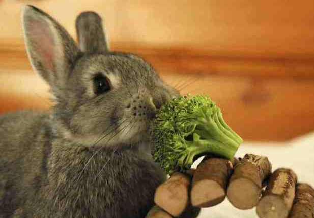 broccoli for rabbits
