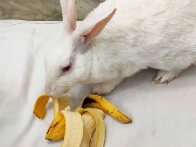 feeding rabbits fruit