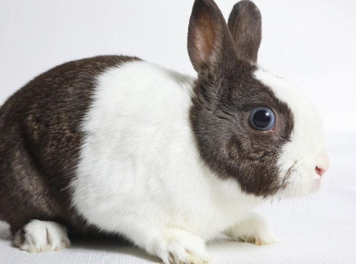 Dutch Rabbit care