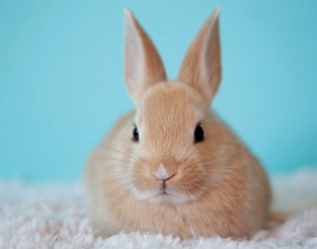 bunny vs rabbit bunny vs rabbit