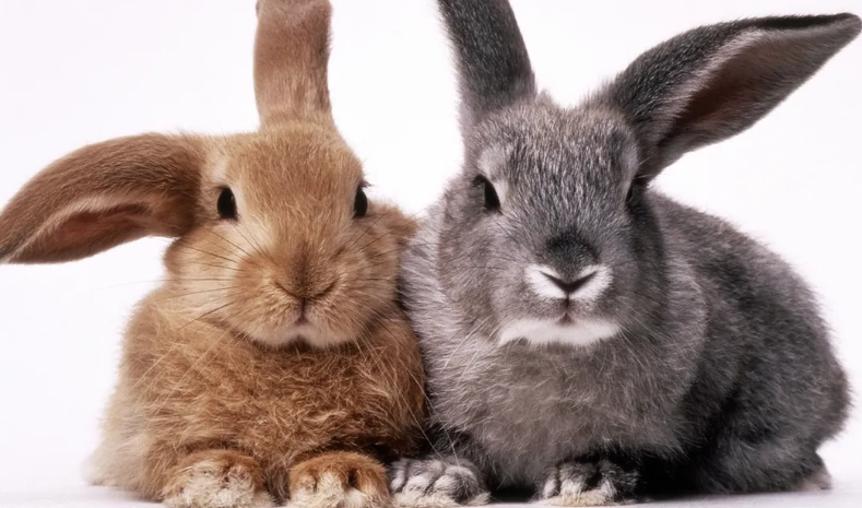 difference between bunny and rabbit difference between bunny and rabbit