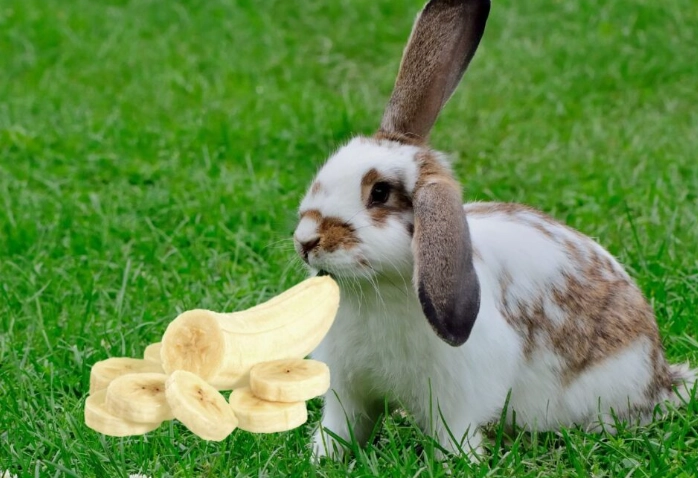 rabbit diet