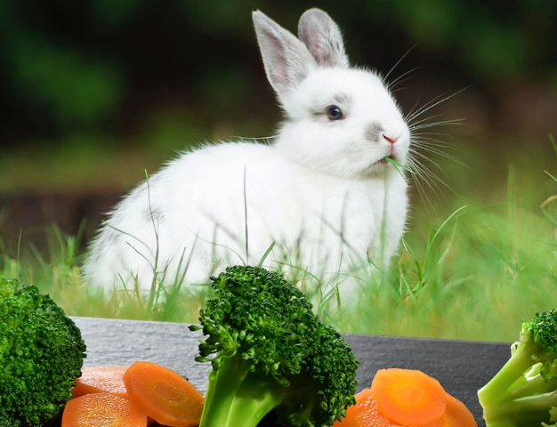 rabbit diet