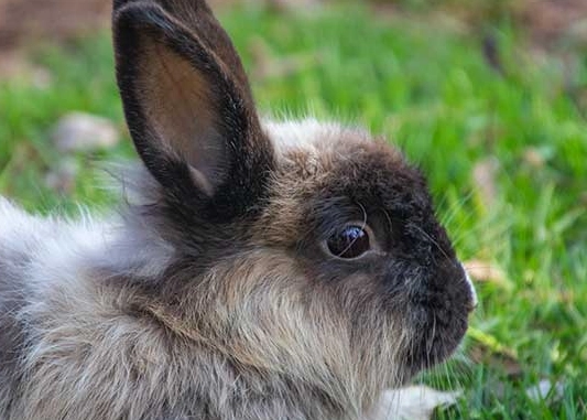 bunny vs rabbit bunny vs rabbit