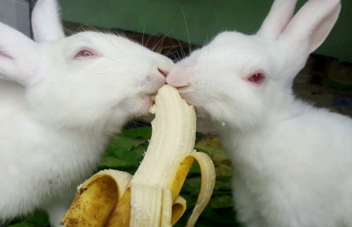 feeding rabbits fruit