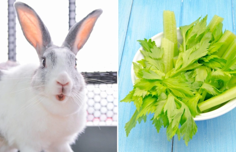 celery for rabbits