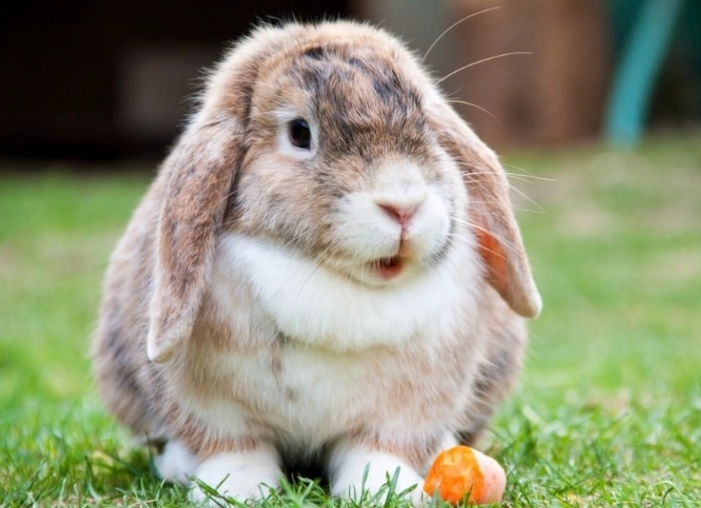 difference between bunny and rabbit difference between bunny and rabbit