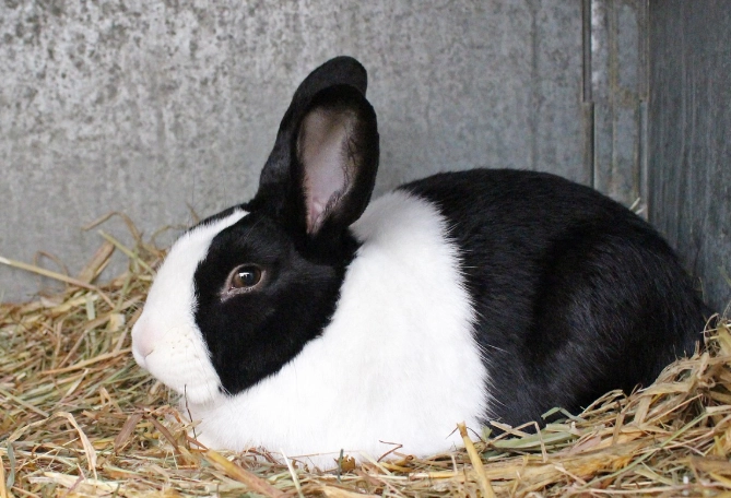 Dutch Rabbit personality