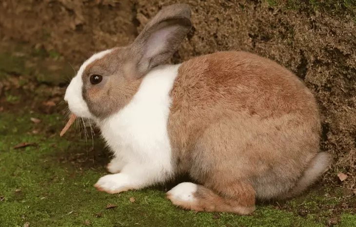 Dutch Rabbit breed