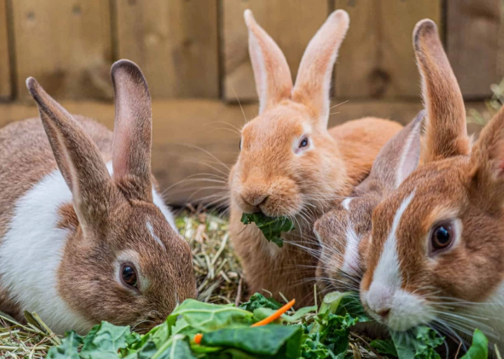 feeding rabbits