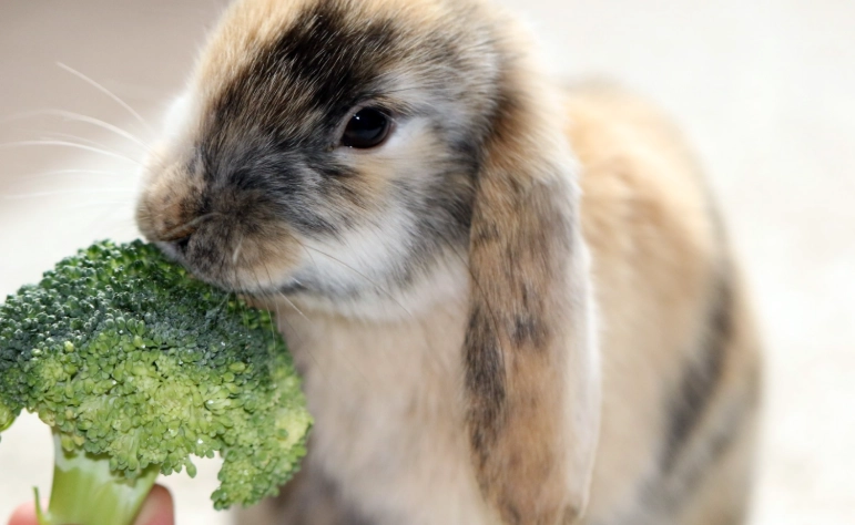broccoli for rabbits