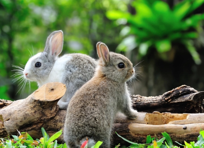 can rabbits eat celery