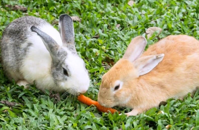 feeding rabbits