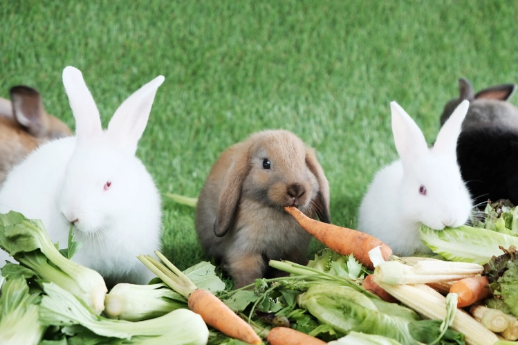 rabbit diet