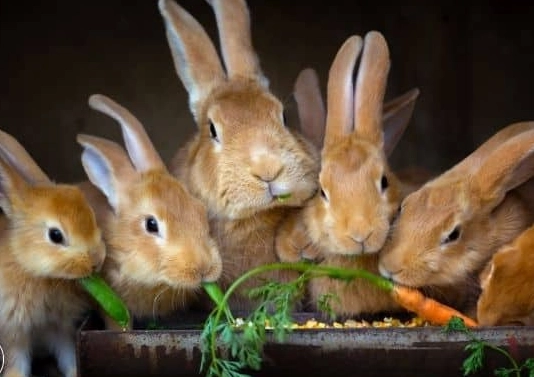 rabbit reproduction facts