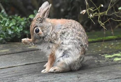 humane rabbit control