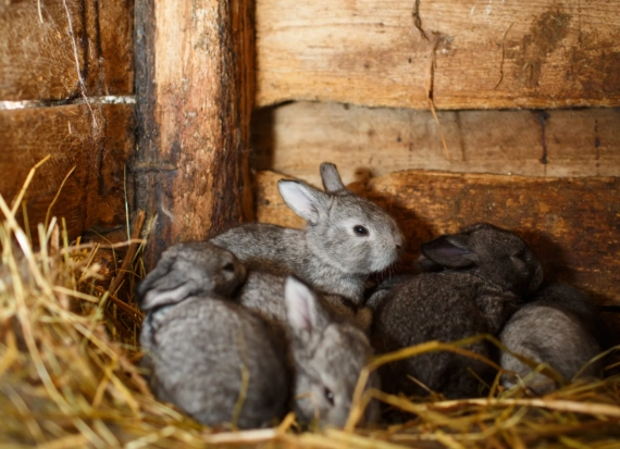 rabbit litter size