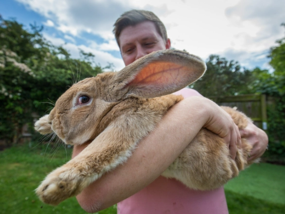Flemish Giant rabbit