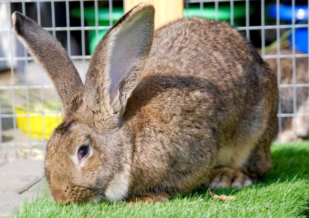 flemish giant rabbit diet