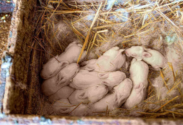 average rabbit litter
