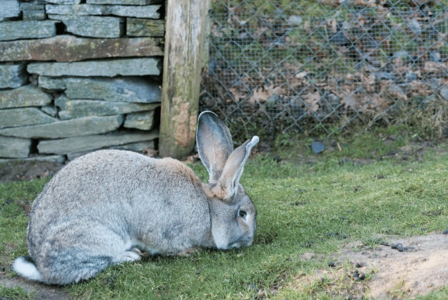 flemish giant rabbit diet