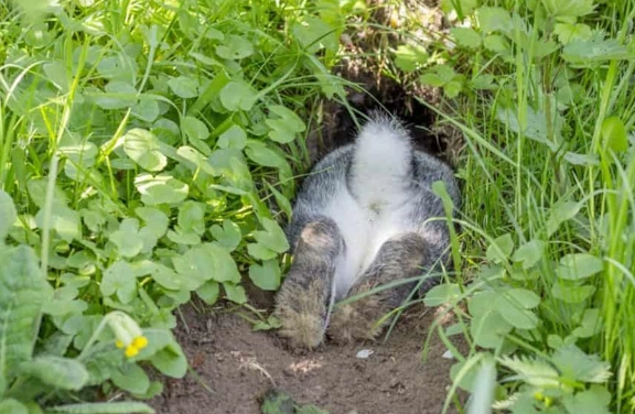 how to rid rabbits from yard