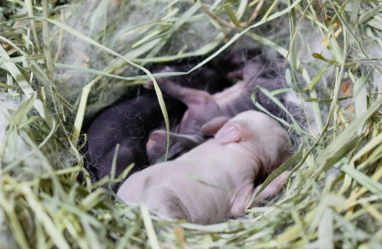 how many kits per litter