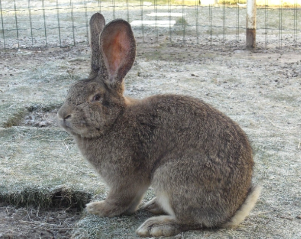 giant rabbit care