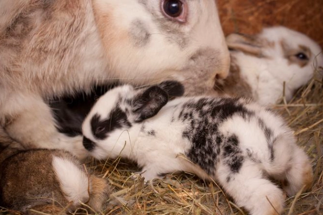how many kits per litter