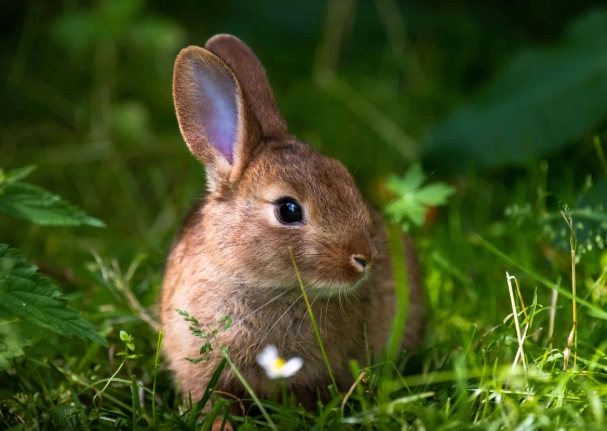 how to keep rabbits out of garden
