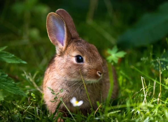 humane rabbit deterrent