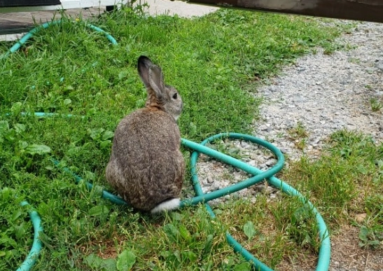 rabbit repellent