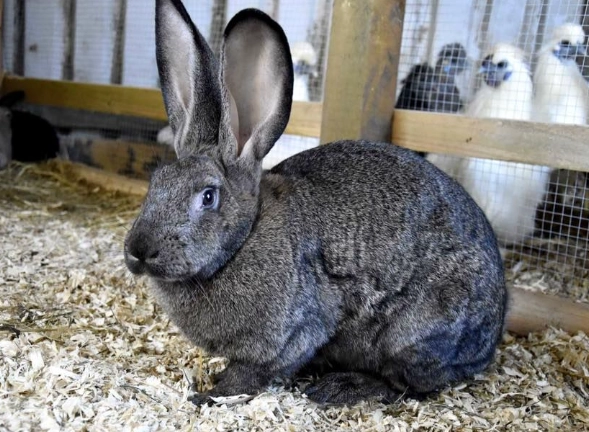 giant rabbit care