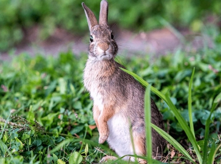 humane rabbit deterrent