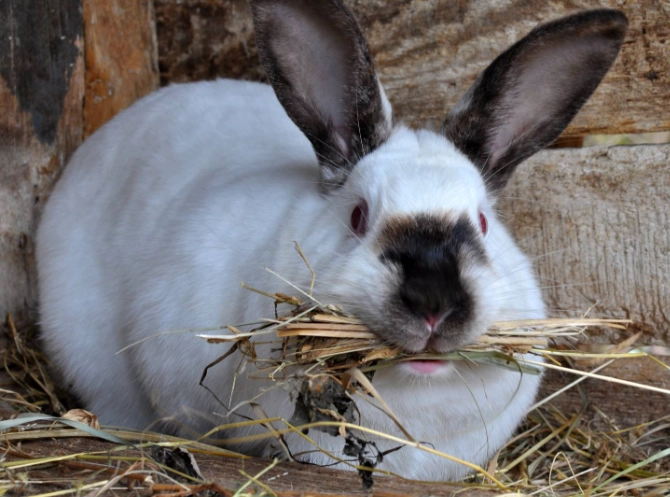 rabbit gestation period