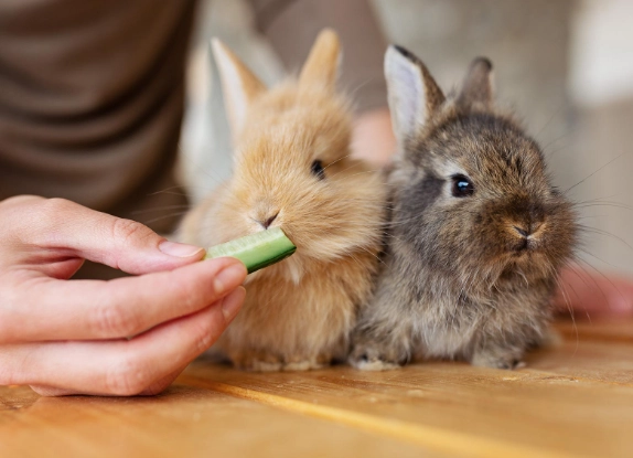 healthy rabbit food