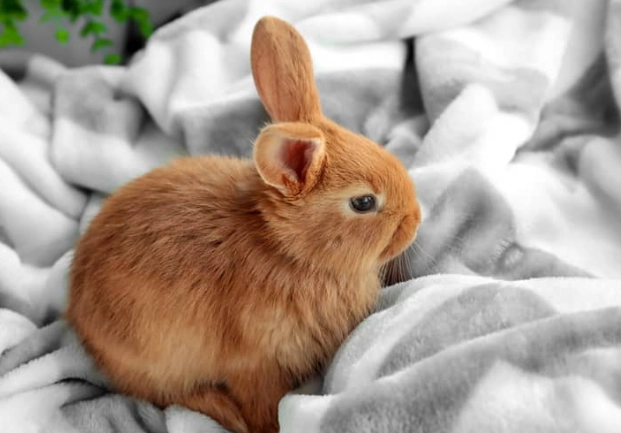 how to tell if rabbit is pregnant