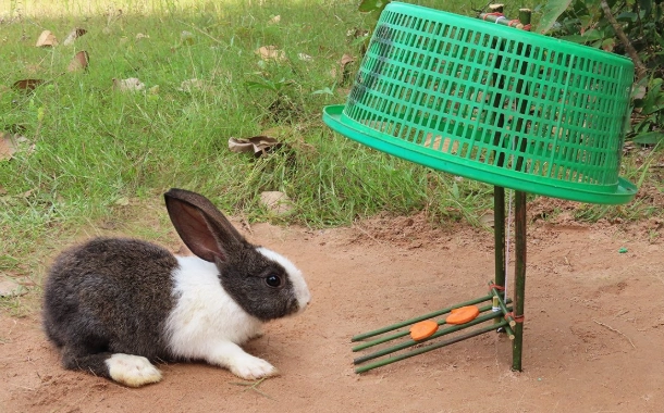 rabbit behavior mistakes