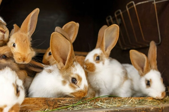 how to tell if rabbit is pregnant