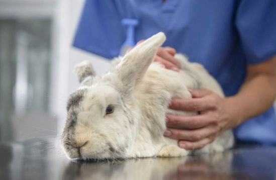 rabbit veterinary care