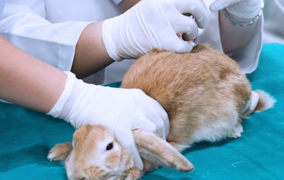 rabbit veterinary care
