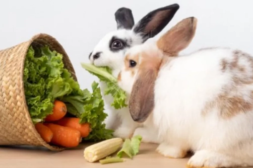 what do rabbits eat