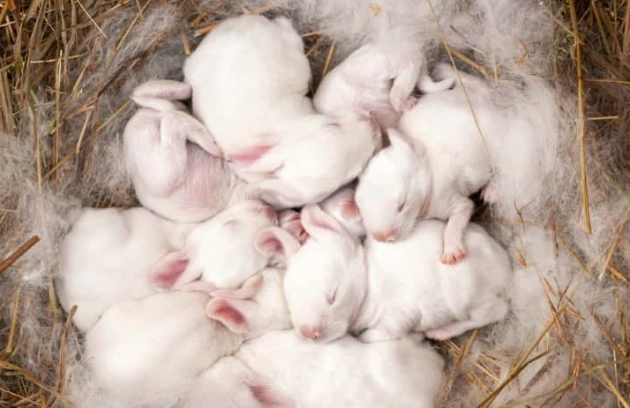 rabbit pooh not eating