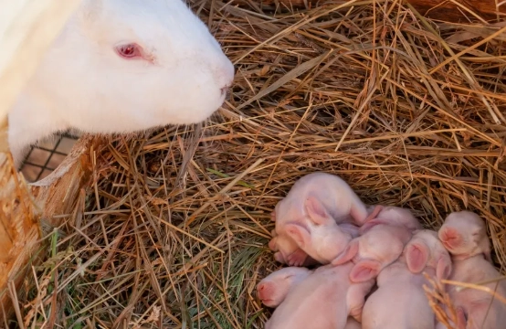 how to tell if rabbit is pregnant