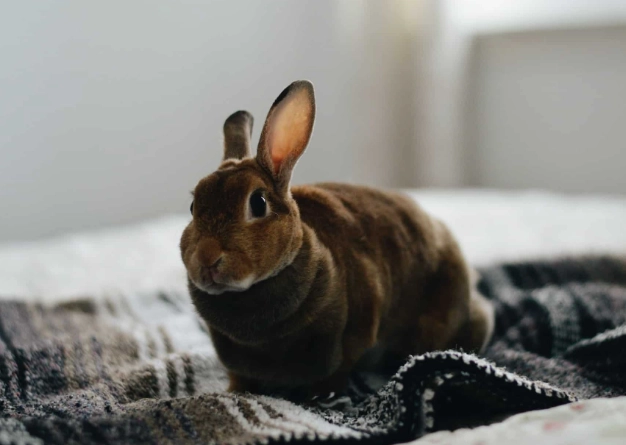 rabbit pooh color chart