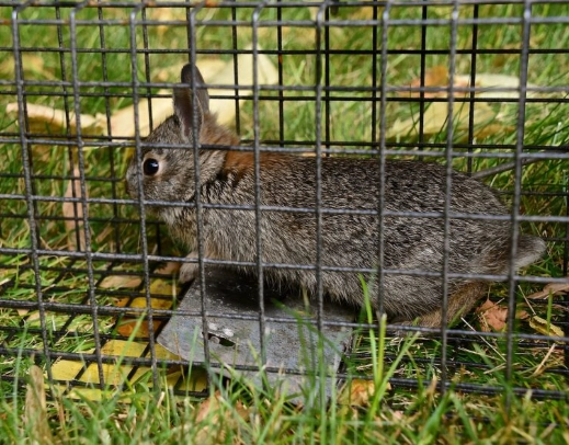 bonding with rabbits