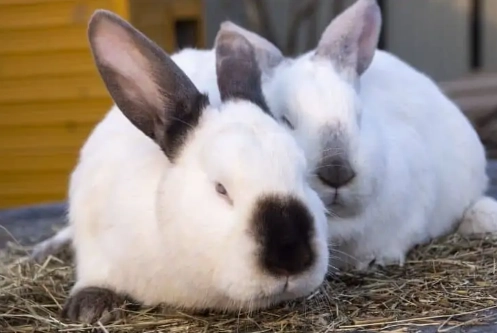 rabbit gestation period